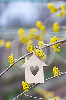 Closeup wooden house with hole in form of heart surrounded by yellow flowering branches of spring trees