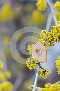 Closeup wooden house with hole in form of heart surrounded by yellow flowering branches of spring trees