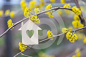 Closeup wooden house with hole in form of heart surrounded by yellow flowering branches of spring trees