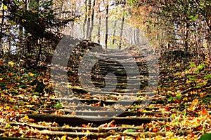 Closeup of a wooden pathway in a forest covered in dried leaves under the sunlight