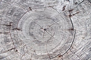 Closeup wooden tree cutting trunk backgrounds,natural tree ring cut stump wooden texture and timber patterns.