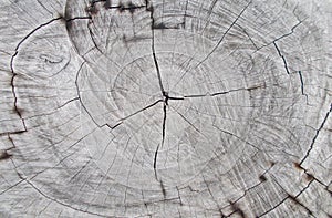 Closeup wooden tree cutting trunk backgrounds,natural tree ring cut stump wooden texture and timber patterns.