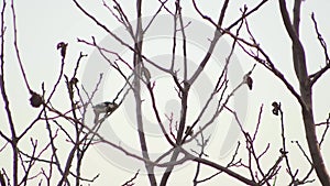 Closeup of woodpecker jumping at trunk in super slow motion