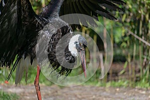 Closeup of a Woolly-necked stork or Ciconia Episcopus on dry land during daylight