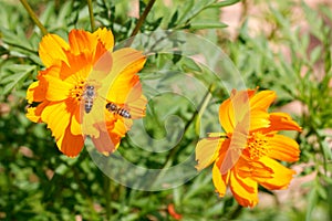 Closeup worker bee flying over yellow flower in beautiful garden for pollination