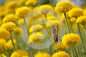 Closeup of Worker Bee in a Immortelle field