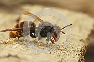 Closeup on a worker of the invasive Asian hornet pest species, Vespa velutina, a major threat for beekeeping