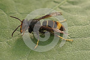 Closeup on a worker of the invasive Asian hornet pest species, Vespa velutina, a major threat for beekeeping