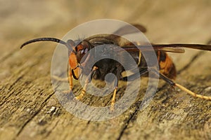 Closeup on a worker of the invasive Asian hornet pest species, Vespa velutina, a major threat for beekeeping