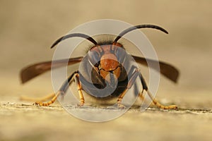 Closeup on a worker of the invasive Asian hornet pest species, Vespa velutina, a major threat for beekeeping