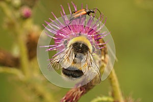 Closeup on a worker white-tailed bumblebee, Bombus lucorum on a purple thistle flower