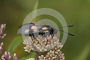 Closeup on a worn Five-spot burnet moth, Zygaena trifolii, sitting on pink flower buds