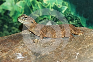 Closeup of Xenagama taylori or the dwarf shield-tailed, Taylor`s strange or turnip-tailed agama