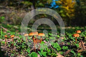 Closeup of Xeromphalina campanella mushrooms onglade in forest photo