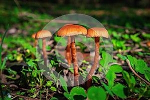 Closeup of Xeromphalina campanella mushrooms. Nature wallpaper photo