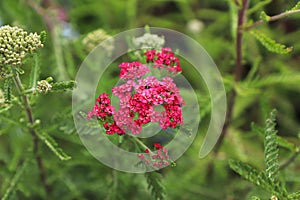 Closeup of Yarrow plant blooming in the garden