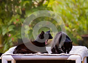 Closeup of a yawning cat lying on a blanket with a black small kitten