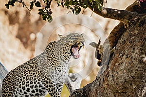 Closeup of a yawning leopard on a tree.