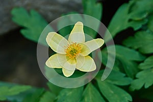 A closeup of a yellow anemone flower