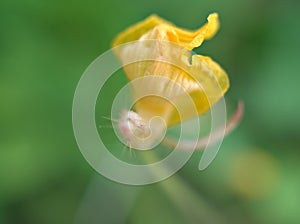 Closeup yellow Arachis glabrata flower in garden and soft focus and blurred for background ,nature background