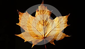 Closeup of a Yellow Autumn Leaf against a Black Background