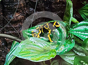 Closeup of a yellow-banded poison dart frog on a green leaf