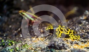 Closeup of a yellow banded poison dart frog, tropical amphibian specie from the rainforest of America