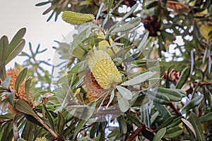 Closeup of yellow banksia flower on tree surrounded by green leaves