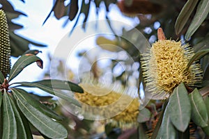 Closeup of yellow banksia flower on tree surrounded by green leaves