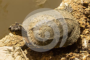 Closeup of the yellow-bellied slider, Trachemys scripta scripta sunbathing on a rock at lake edge.