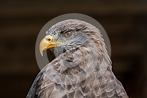 Closeup of a yellow-billed kite in KZN, South Africa