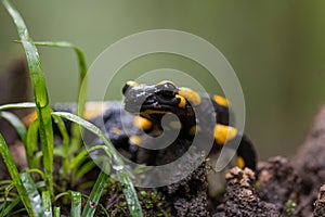 Closeup of a yellow and black frog (Salamandra salamandra) in green grass