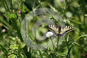 Pallid/pale swallowtail butterfly photo