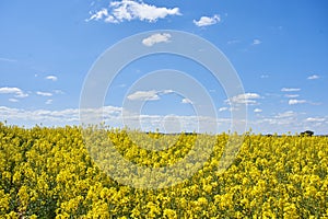 Closeup of yellow blooming rapeseed field under blue sky and white clouds