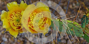 Closeup of yellow blossoms with abundant pollen on a prickly pear cactus