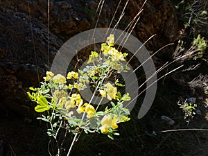 Closeup of yellow blossoms on a small bush outdoors