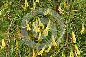 Closeup of the yellow blossoms on a Walkers Weeping Caragana