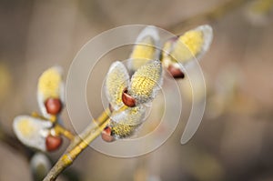 Closeup of yellow blossoms of weeping purple willow in sunlight