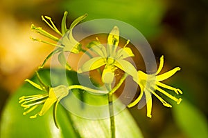 Closeup of yellow bluebead flowers on Mt. Sunapee, New Hampshire