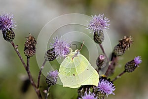 Closeup of a yellow brimstone butterfly