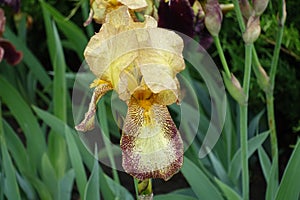 Closeup of yellow and brown flower of bearded iris
