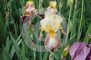 Closeup of yellow and brown flower of bearded iris in May