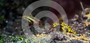 Closeup of a yellow bumblebee poison dart frog, popular amphibian specie from the rainforest of America