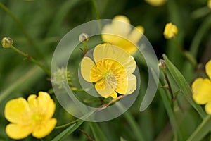 Closeup yellow buttercup flowers in the grass