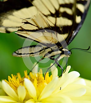 Closeup of yellow butterfly