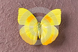 Closeup of yellow butterfly