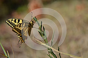 Closeup of yellow butterfly standing at he grass outside at the field