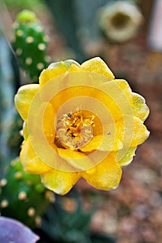 Closeup yellow cactus flower Rebutia minuscula cactus plant ,Cactaceae ,Echinocactus ,Echinopsis ,macro photo