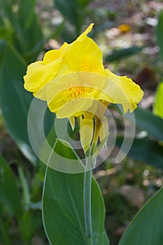 Closeup of a yellow Canna Lily