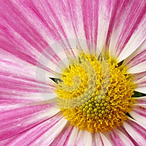 Closeup of yellow capitulum